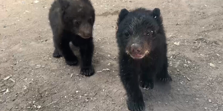 Trasladarán a oseznos rescatados de incendio en Madera