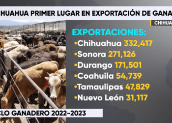 Chihuahua, líder en exportación de ganado a EE.UU.