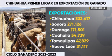 Chihuahua, líder en exportación de ganado a EE.UU.