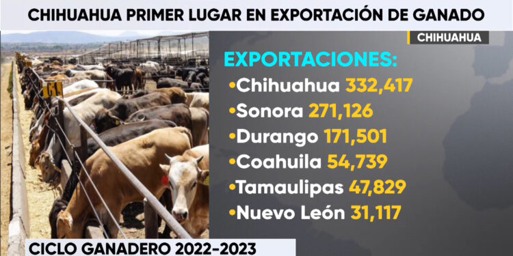 Chihuahua, líder en exportación de ganado a EE.UU.