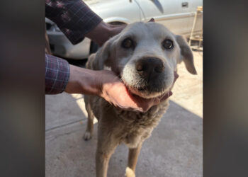 Perrita longeva fue reportada como maltratada