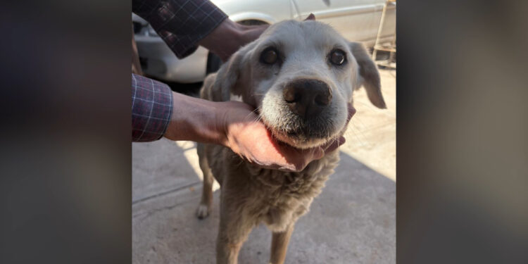 Perrita longeva fue reportada como maltratada