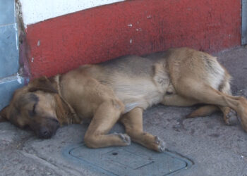 Denuncian plaga de garrapatas en la colonia Dale