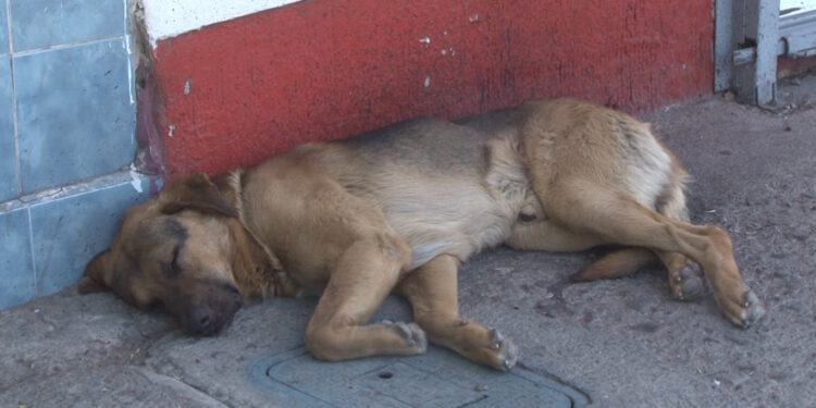 Denuncian plaga de garrapatas en la colonia Dale