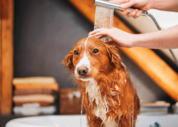 ¿Cada cuánto debes bañar a tu perro?