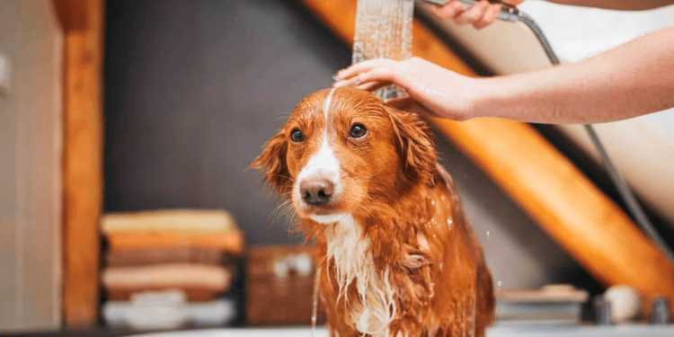 ¿Cada cuánto debes bañar a tu perro?