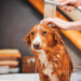 ¿Cada cuánto debes bañar a tu perro?