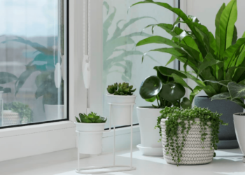 Científicos descubren cómo hacer que las plantas crezcan más rápido