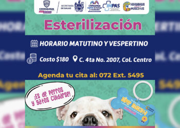 Ofrece IMPAS servicio de esterilización a mascotas en sus instalaciones