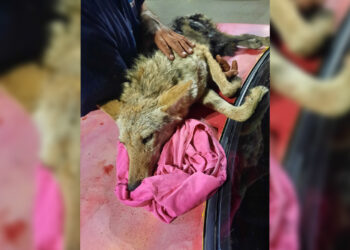 Entregan a Ecología municipal a coyote lesionado en Vistas del Norte