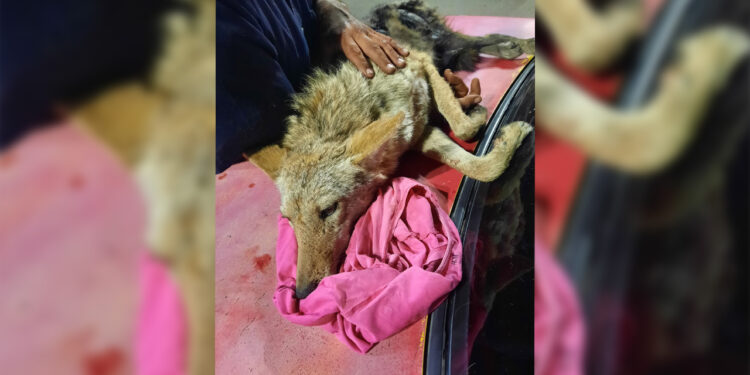 Entregan a Ecología municipal a coyote lesionado en Vistas del Norte
