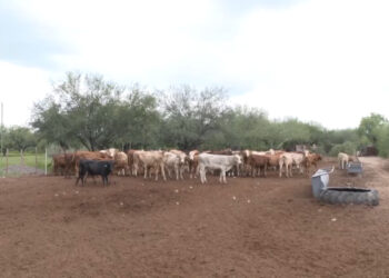 Ganado varado en Chihuahua por cierre de frontera