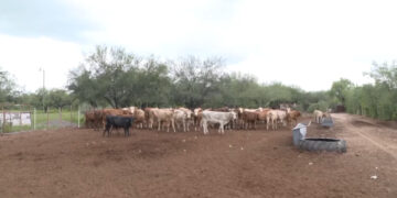 Ganado varado en Chihuahua por cierre de frontera