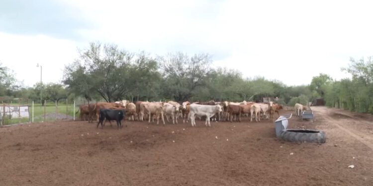 Ganado varado en Chihuahua por cierre de frontera