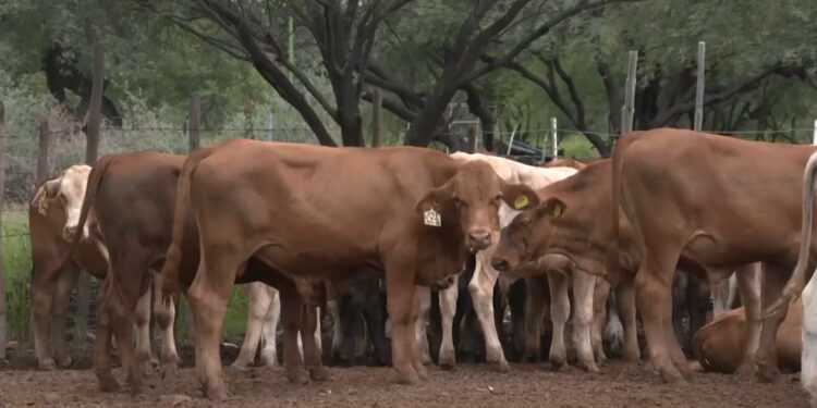 Ganado varado en Chihuahua por cierre de frontera
