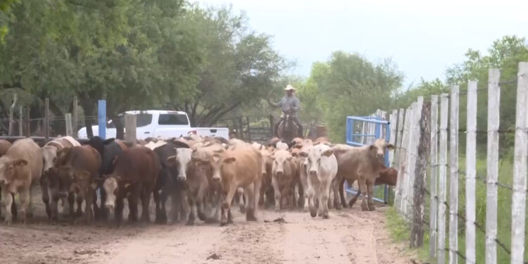 Ganado varado en Chihuahua por cierre de frontera