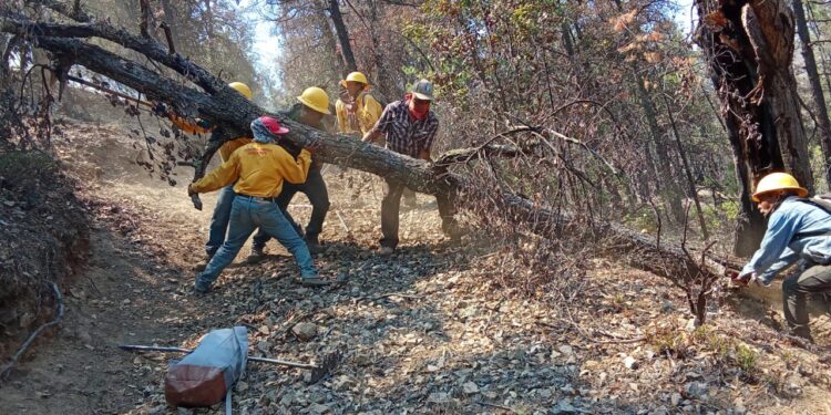 Combaten 438 brigadistas 18 incendios forestales activos en Chihuahua