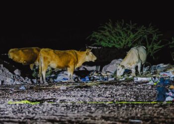 Continúan operativos para retirar animales mostrencos de las calles