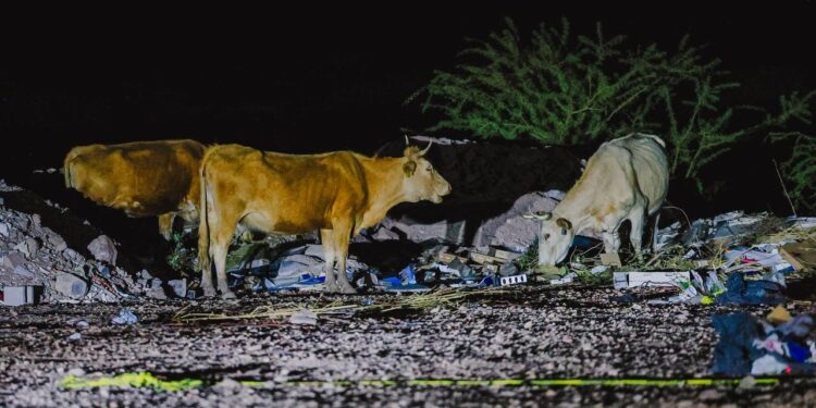 Continúan operativos para retirar animales mostrencos de las calles