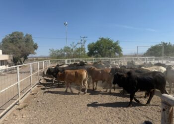 Refuerzan inspecciones sanitarias de ganado en la zona sur de la entidad