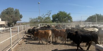 Refuerzan inspecciones sanitarias de ganado en la zona sur de la entidad