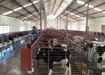 Invierten 415 mdp en sanidad agropecuaria en Chihuahua
