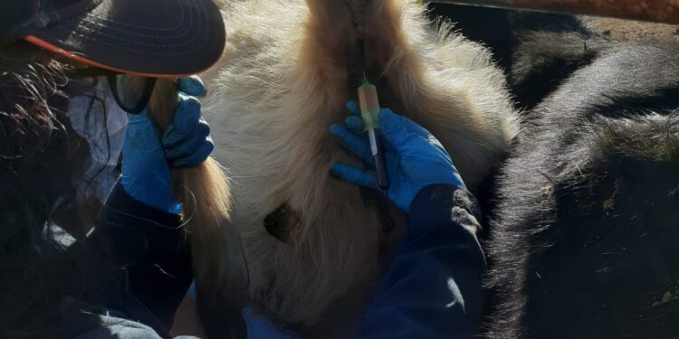 Invierten 415 mdp en sanidad agropecuaria en Chihuahua