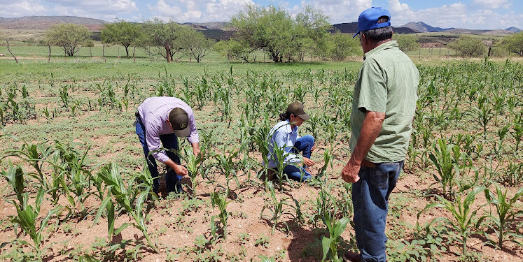 Invierten 415 mdp en sanidad agropecuaria en Chihuahua