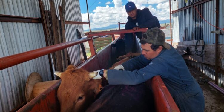 Invierten 415 mdp en sanidad agropecuaria en Chihuahua