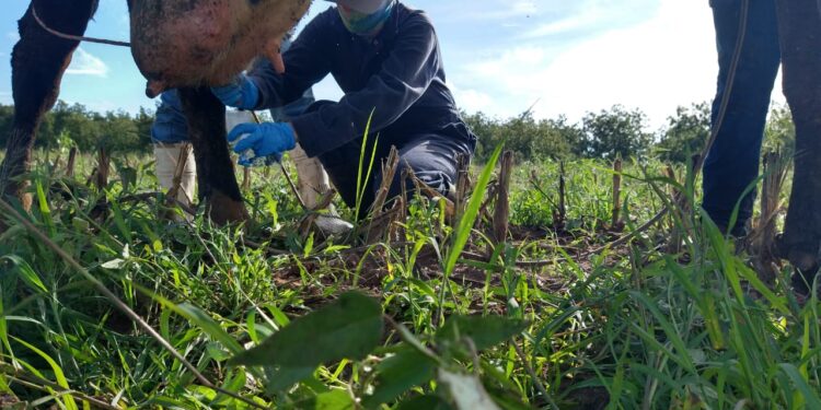 Invierten 415 mdp en sanidad agropecuaria en Chihuahua