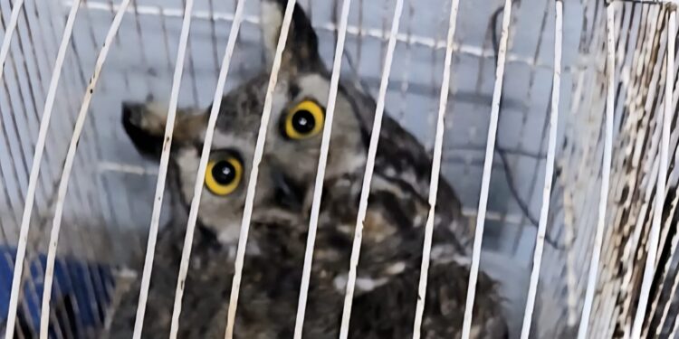 Rescatan a búho herido en la colonia Jorge Barousse