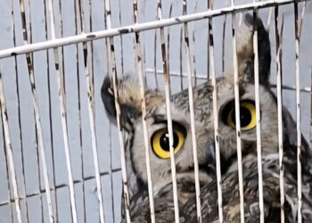 Rescatan a búho herido en la colonia Jorge Barousse