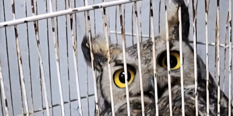 Rescatan a búho herido en la colonia Jorge Barousse