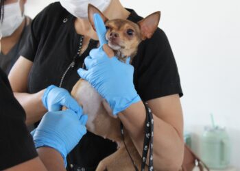 Esteriliza Unidad Móvil del IMPAS a más de 50 mascotas en zona rural El Sauz