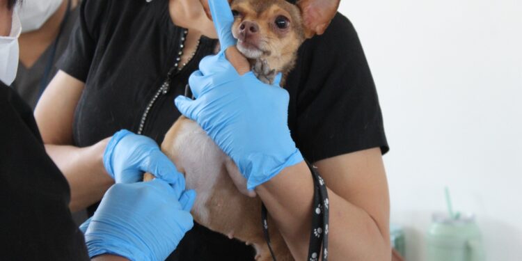 Esteriliza Unidad Móvil del IMPAS a más de 50 mascotas en zona rural El Sauz