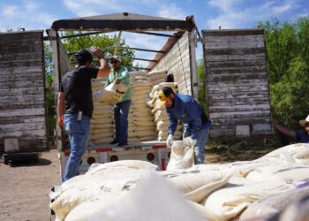 Benefician a productores pecuarios con alimento para ganado