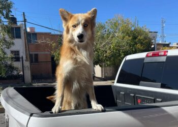 Emiten recomendaciones para proteger a tus mascotas por altas temperaturas