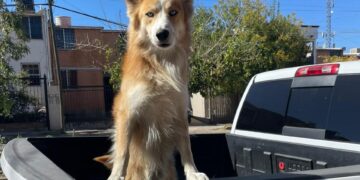 Emiten recomendaciones para proteger a tus mascotas por altas temperaturas