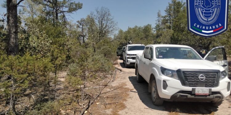 Operativos para combatir delitos ambientales en Guachochi
