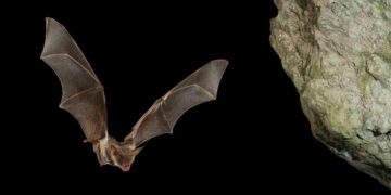 Chihuahua, referente nacional en protección de murciélagos
