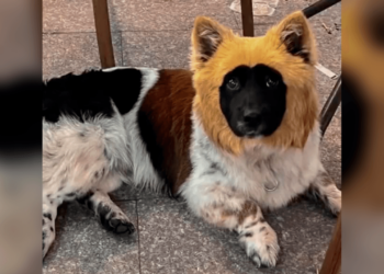 Un perrito nace con tres colores diferentes y se vuelve viral