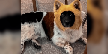 Un perrito nace con tres colores diferentes y se vuelve viral