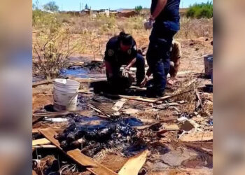 Localizan a cuatro perritos cubiertos de chapopote en Sierra Azul