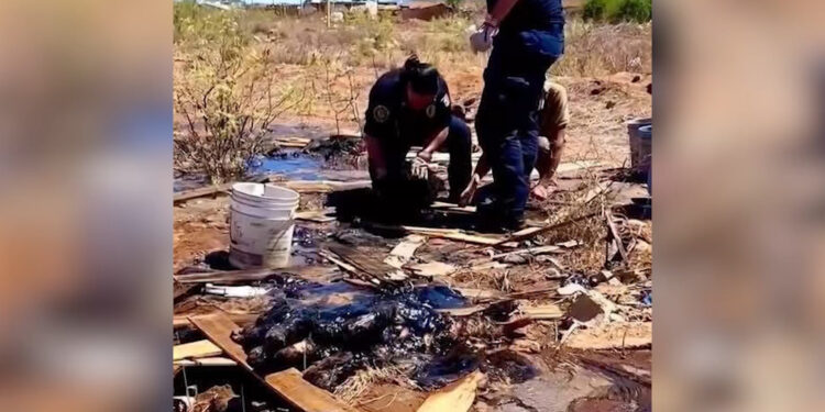 Localizan a cuatro perritos cubiertos de chapopote en Sierra Azul