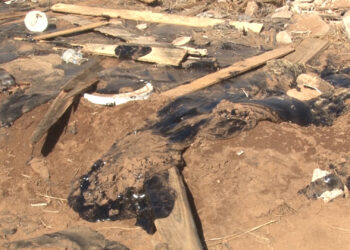 Indigna hallazgo de perros en chapopote en Sierra Azul