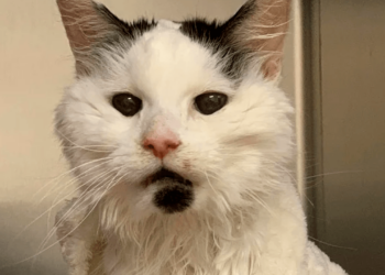 Falleció gatita abandonada por “vieja”