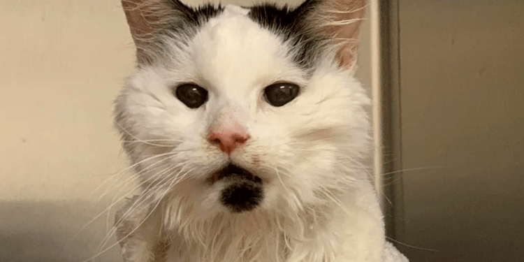 Falleció gatita abandonada por “vieja”