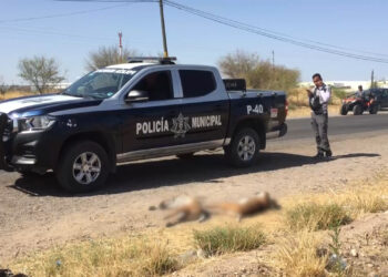 Encuentran dos linces muertos en la carretera Delicias