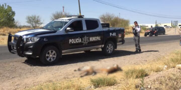 Encuentran dos linces muertos en la carretera Delicias