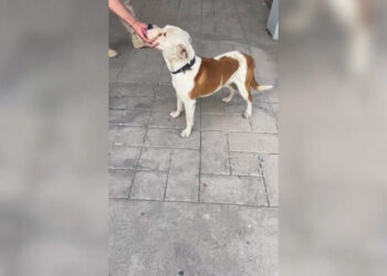 Rescatan a perro maltratado en Riberas de Sacramento